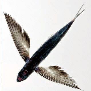 Hirundichthys speculiger_06